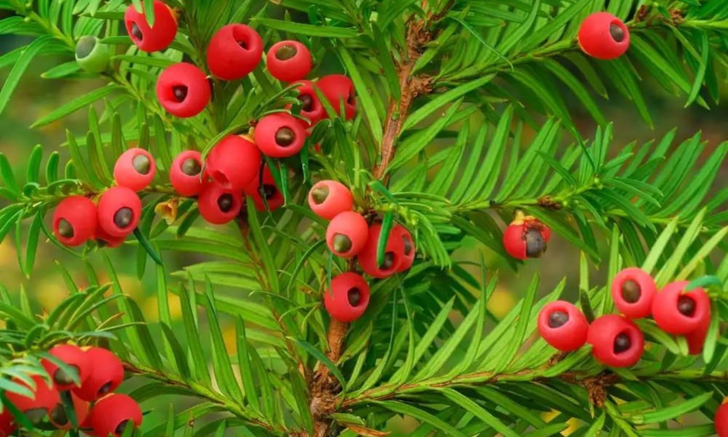 The 5 Most Dangerous Fruits in the Minnesota